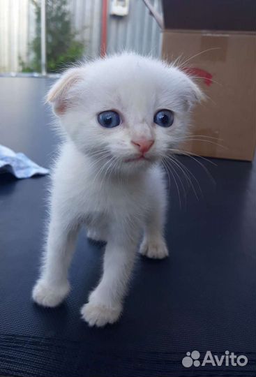 Шотландские вислоухие котята мальчики