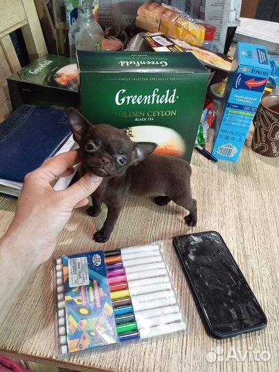 Чихуахуа мини Конфетка Шоколадная