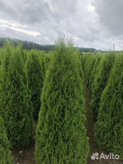 Туи садовые