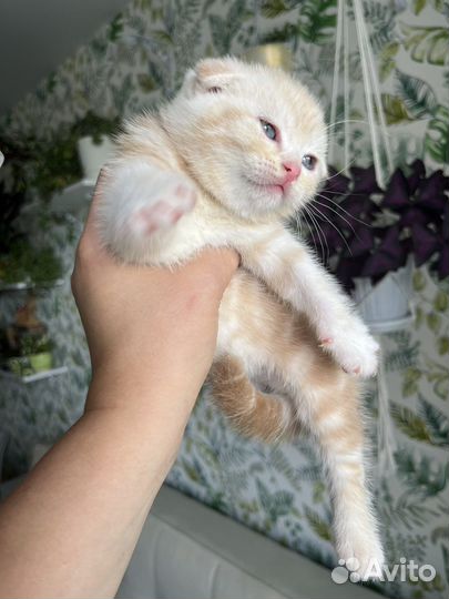 Котята шотландской вислоухой кошки