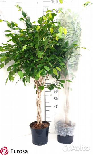 Фикус Be Danielle