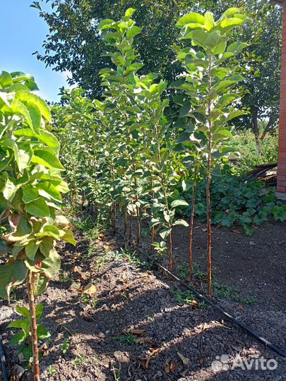 Яблоня колоновидная