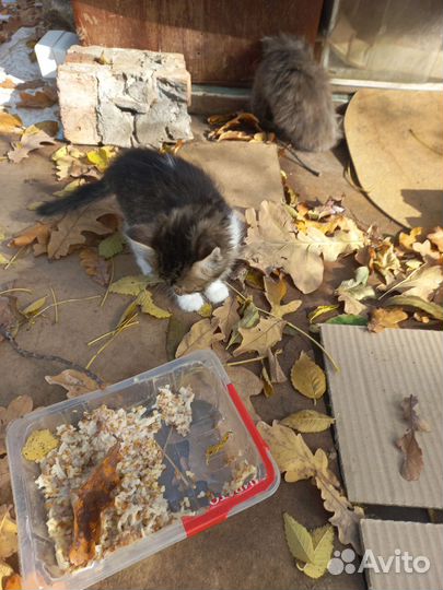 Котята в добрые руки