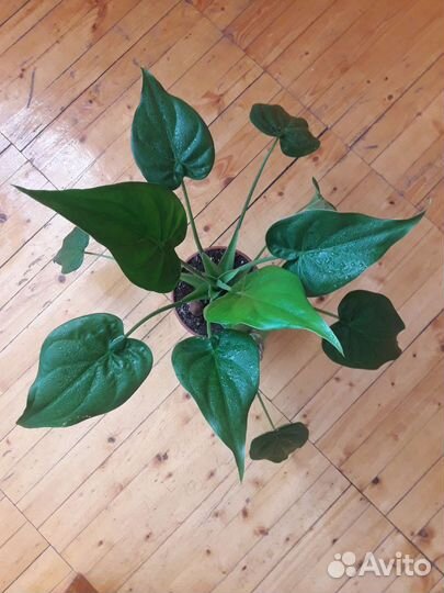 Алоказия кукулата