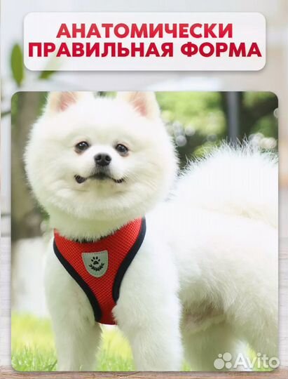 Шлейка прогулочная с поводком для собак и кошек