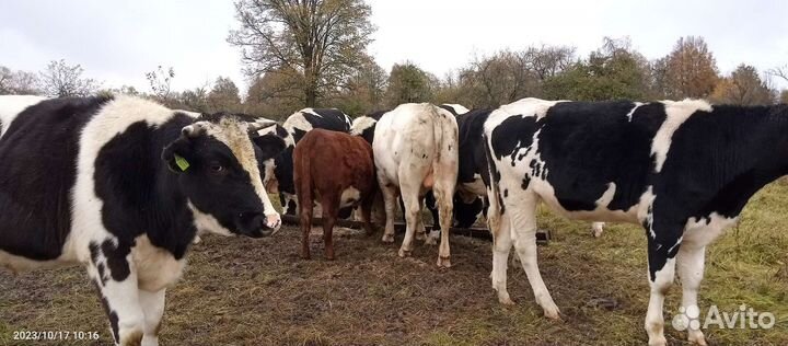 Быки на мясо живым весом