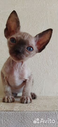 Донской сфинкс котята