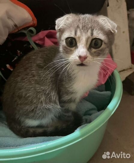 Вислоухая кошка