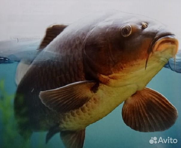 Комбикорм для карпа (медленно тонущий)