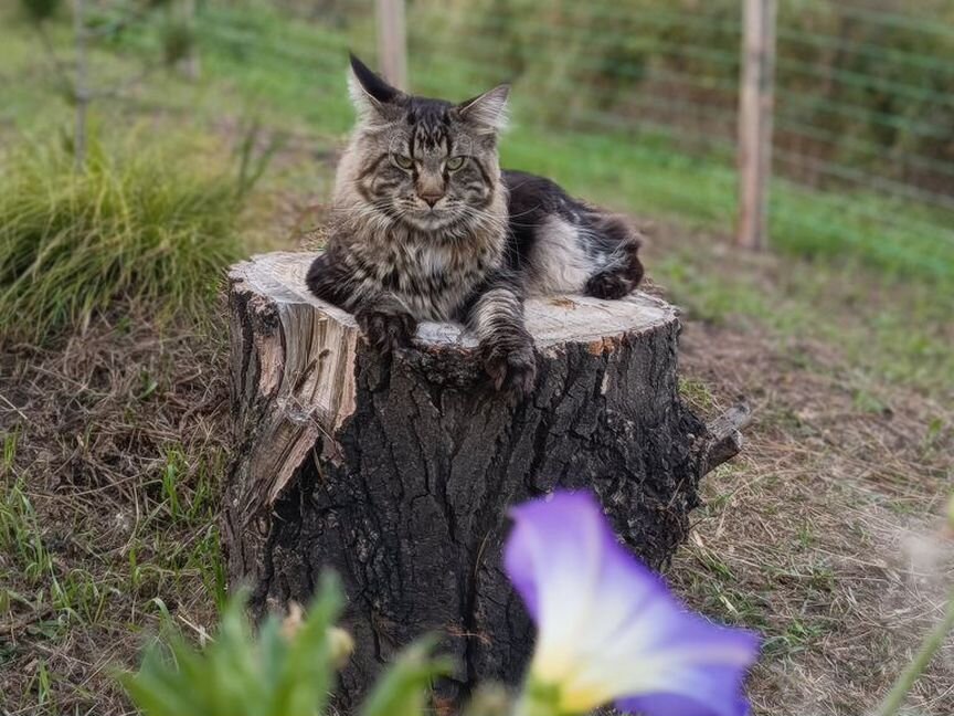 Кот мейн-кун вязка