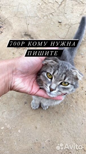 Шотландская