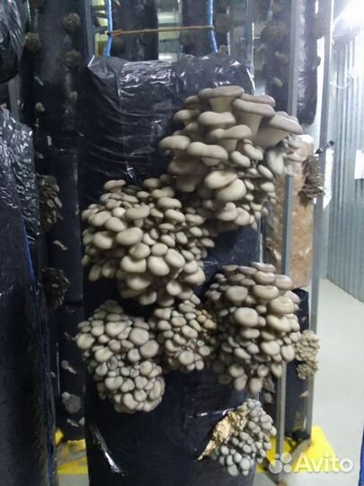 Мицелий зерновой вешенки штамм 58Р