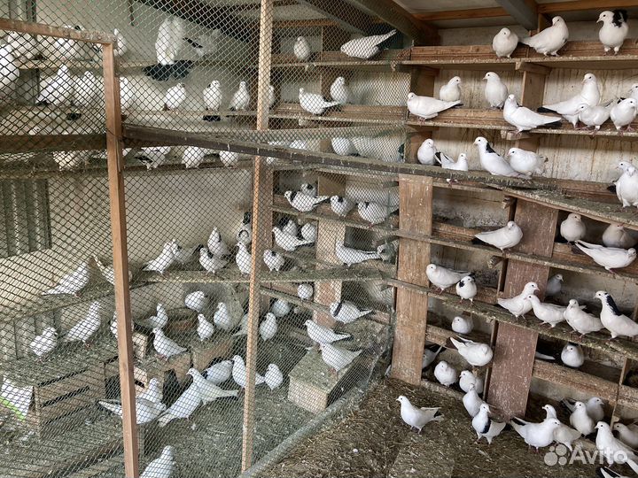 Голубь бакинские породистые