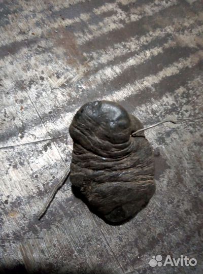 Окаменелость