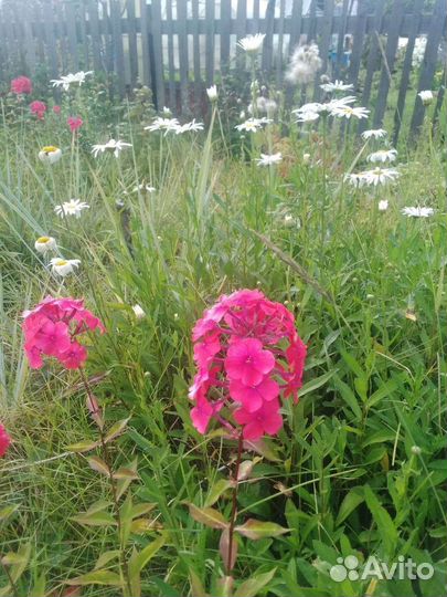 Флоксы саженцы
