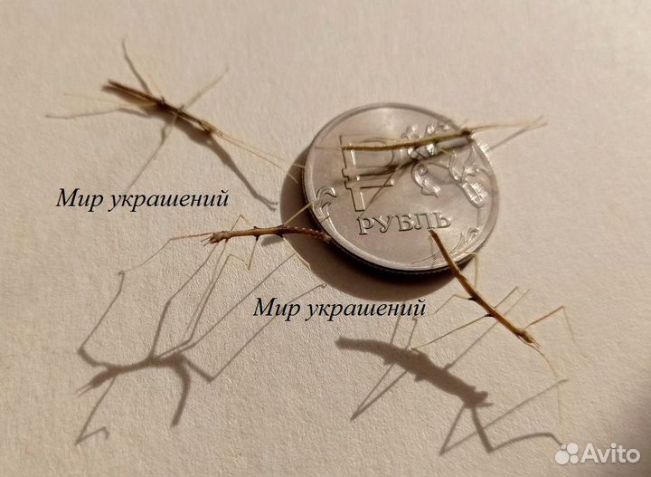 Аннамский палочник - совсем как огуречик. добрые