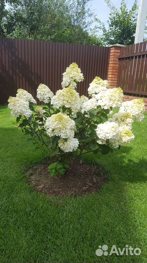 Гортензия саженцы. Черенки P9-Р14, 2 - 4-х летки