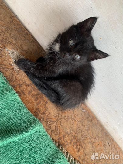 Счастливый котик - 03.05.23