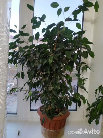 Фикус бенджамина