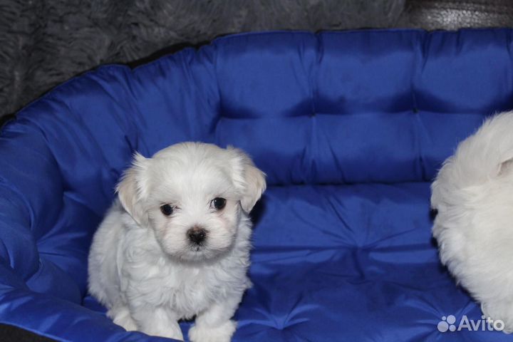 Щенки мальтезе