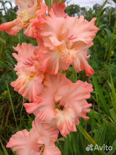 Гладиолусы луковицы