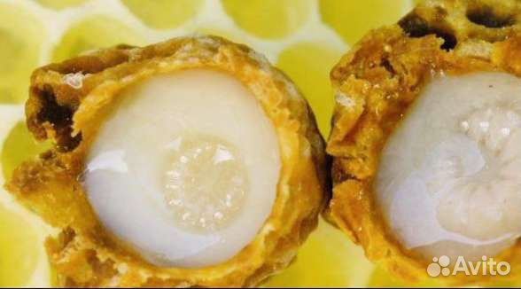 Трутневый гомогенат