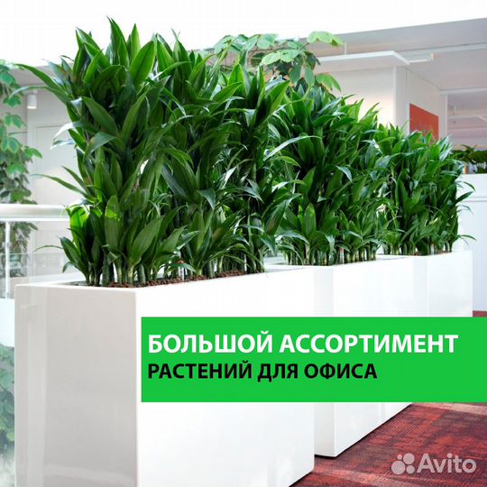 Комплексное озеленение офиса