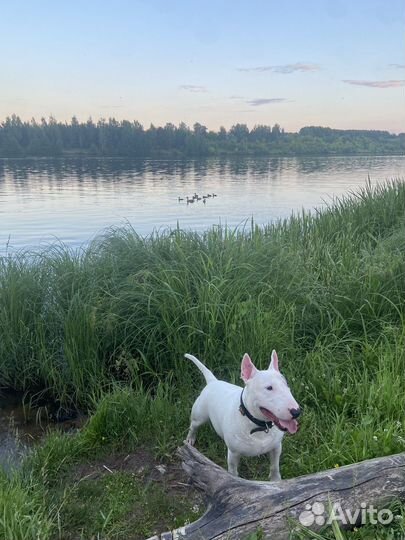 Миниатюрный бультерьер