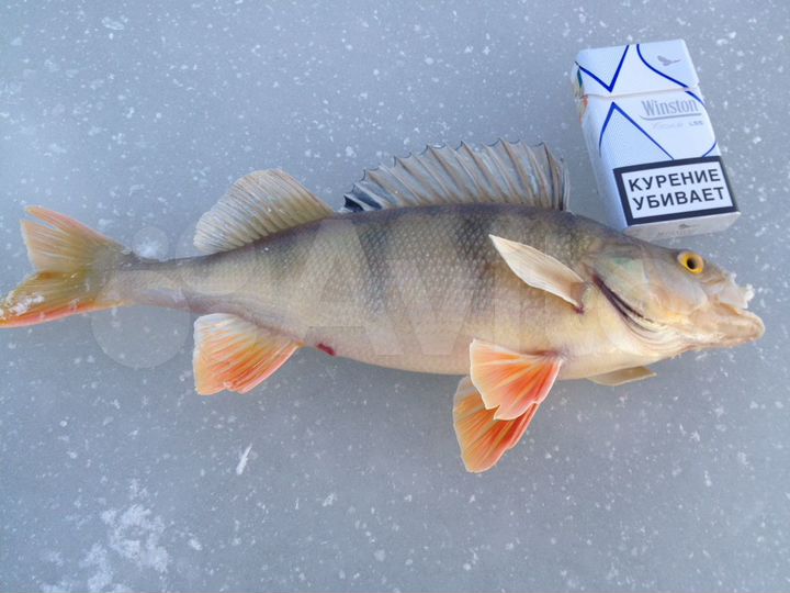 Участок 31 сот. (ИЖС)