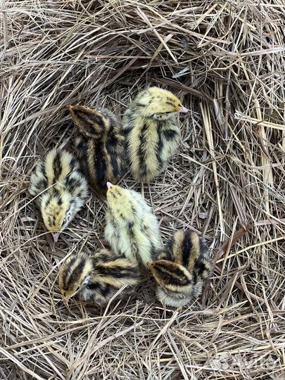 Перепелки суточные