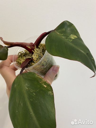 Филодендрон ред эмеральд