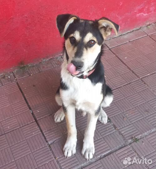 Щенок в добрые руки бесплатно