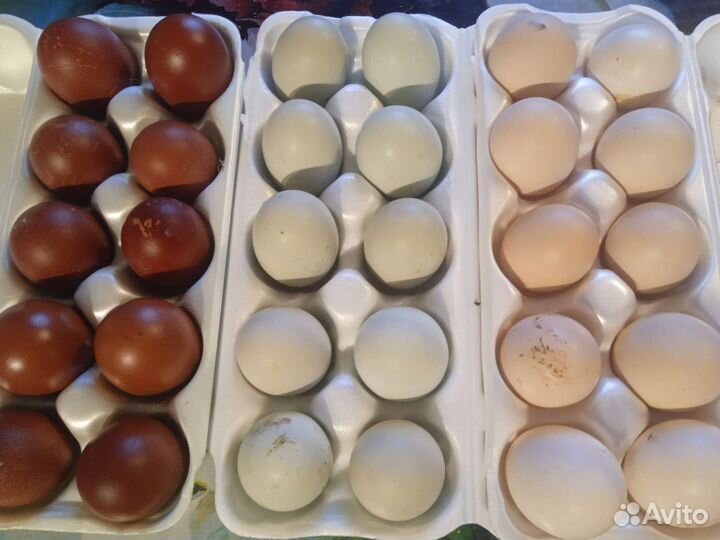 Инкубационное яйцо породных кур, индейки