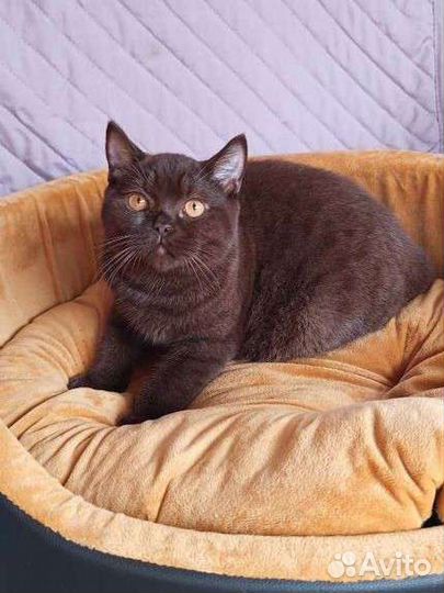 Шоколадный котик