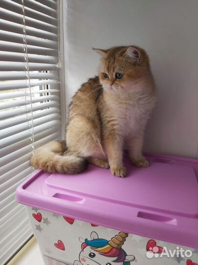 Золотые шиншиллы кошки