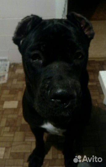 Передержка собак