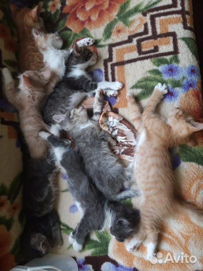 Котята в дар бесплатно