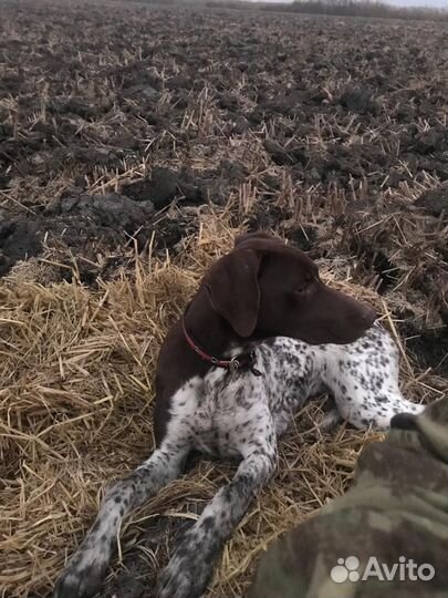 Щенки курцхаара