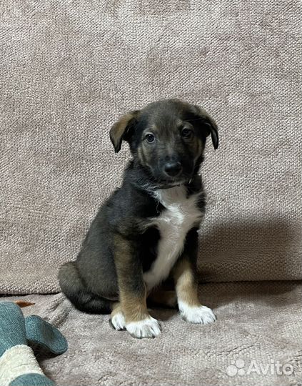 Отдам бесплатно щенка