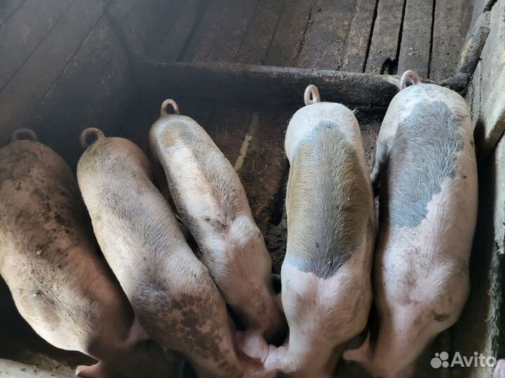 Поросята