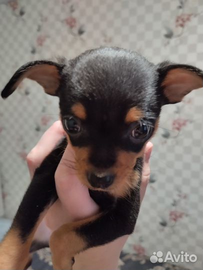 Продается щенок. Девочка. Той терьер