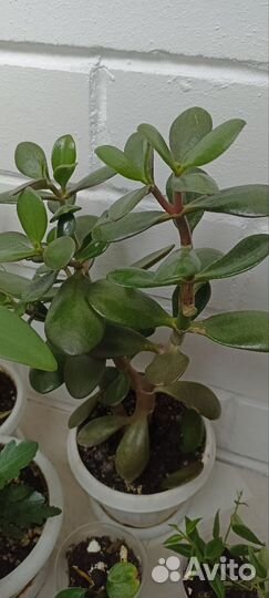 Комнатные цветы