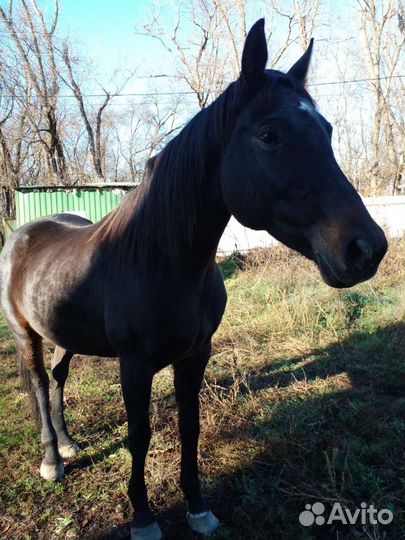 Продаю породистую лошадь