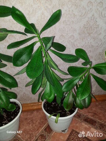 Малочай Синадениум Рубра