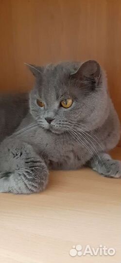Британская кошка