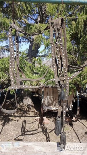 Сбруя для лошади