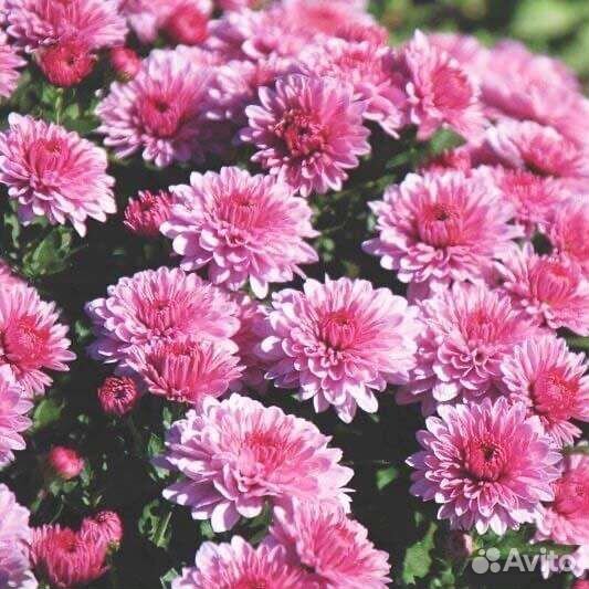 Хризантемы мультифлора