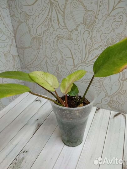 Филодендроны сортовые