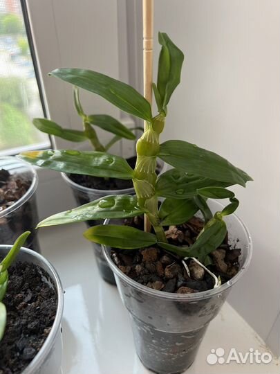 Орхидея дендробиум нобиле, или благородный