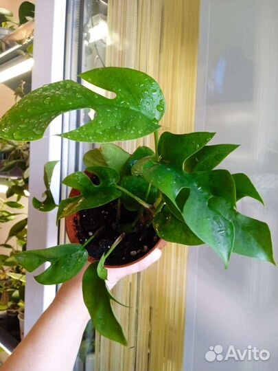 Рафидофора Tetrasperma/ монстера минима